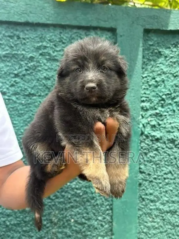 German sherphard puppies