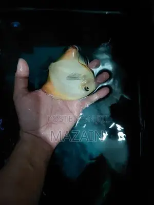 Discus Fish Pair