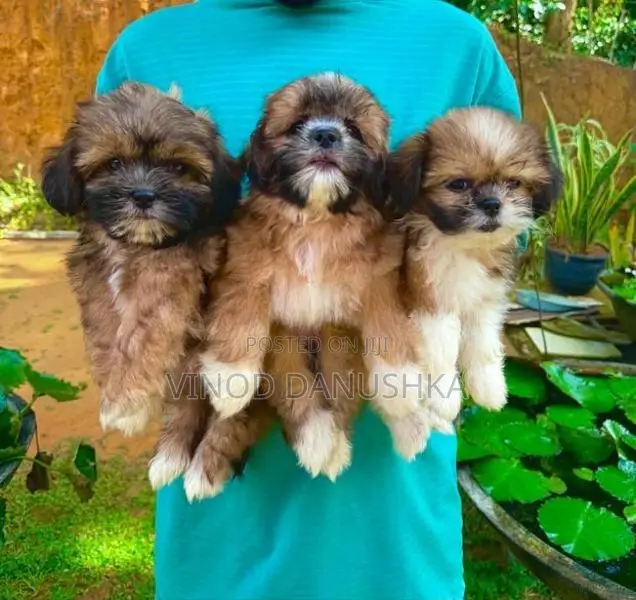 Shih Tzu Puppies