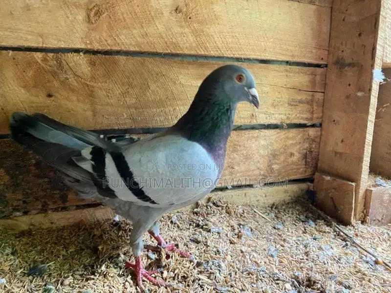 pigoen
