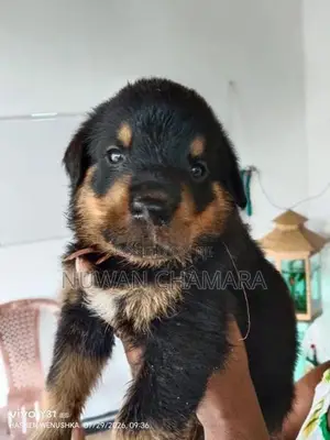 Rottweiler Puppy