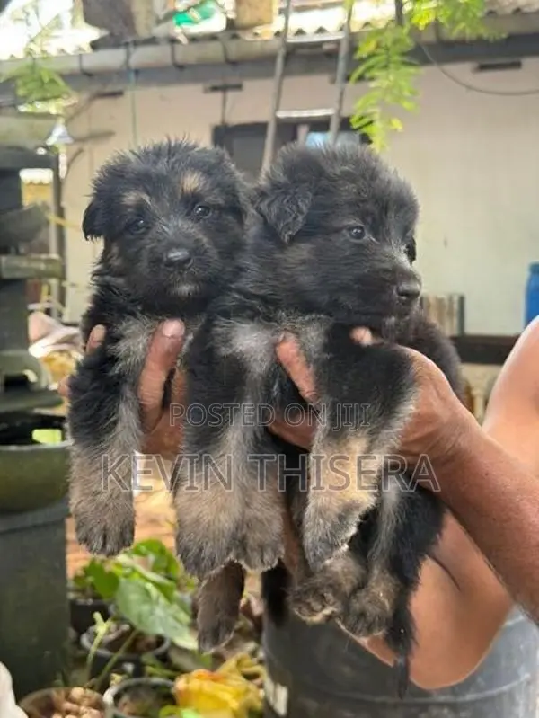 German sherphard puppies