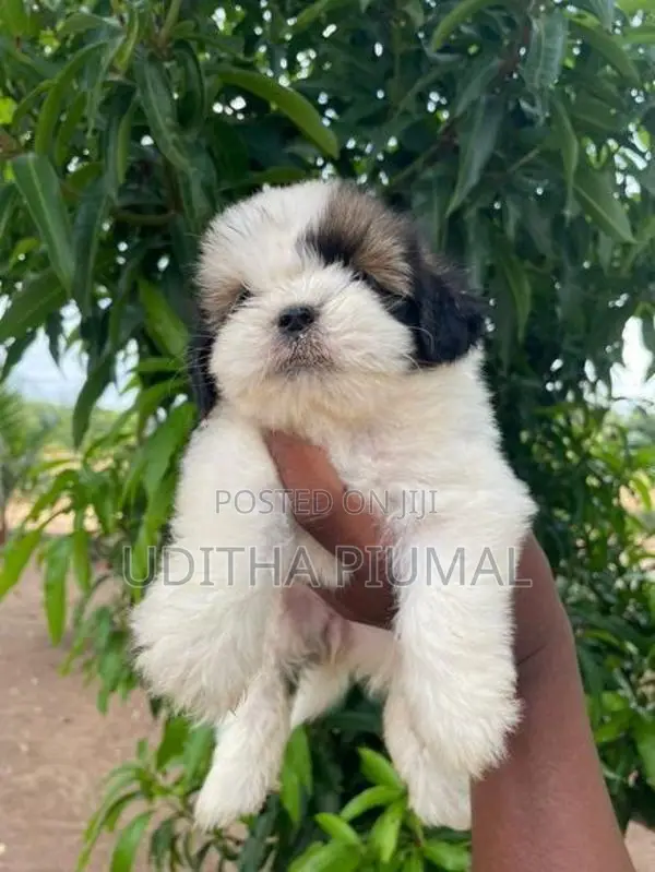 Shih Tzu Puppies