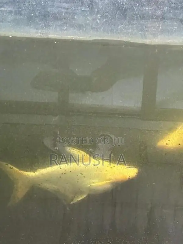 Iridescent Shark Catfish