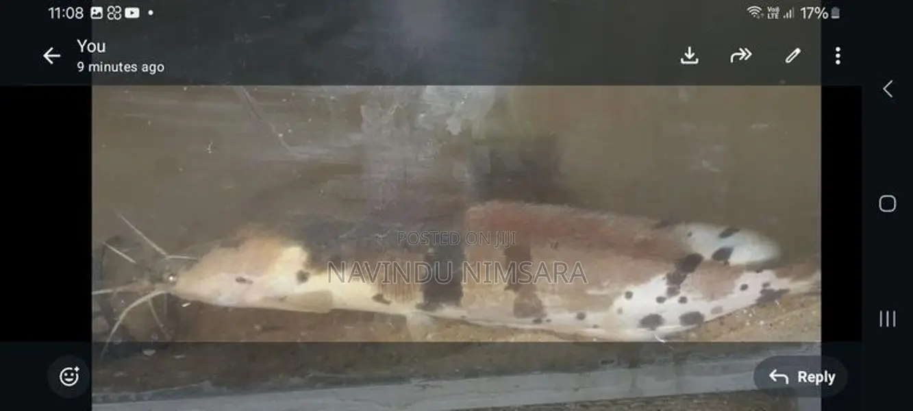 marble catfish