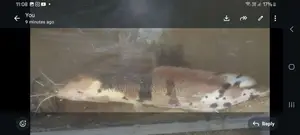 marble catfish