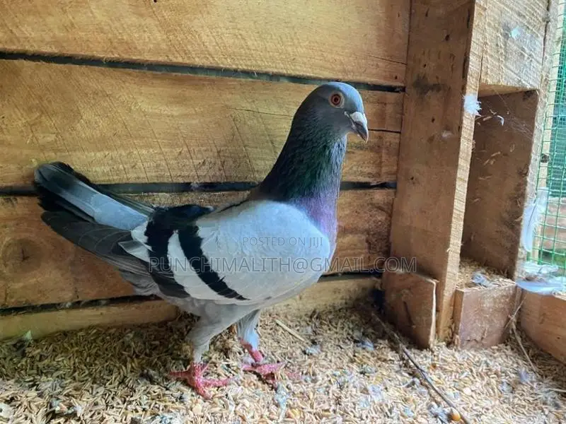pigoen
