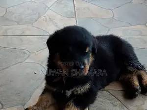Rottweiler Puppy
