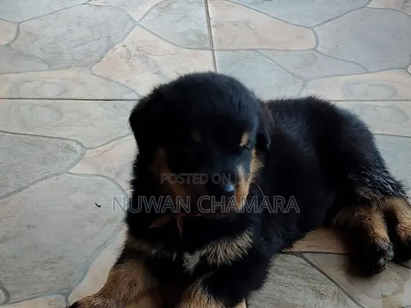 Rottweiler Puppy