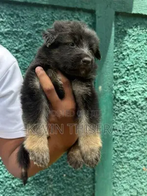 German sherphard puppies