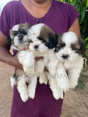 Shih Tzu Puppies