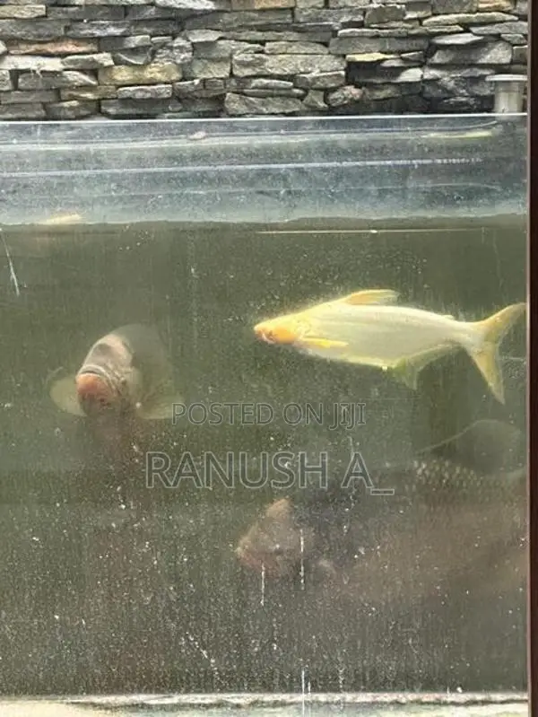 Iridescent Shark Catfish