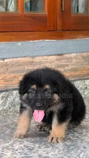 german sherphard
