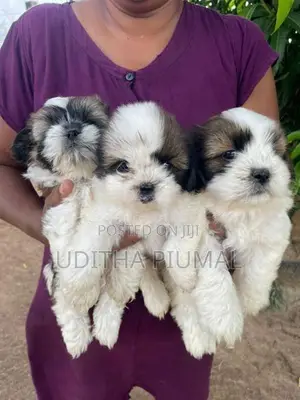 Shih Tzu Puppies