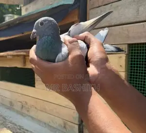 Racing Homer Pigeon