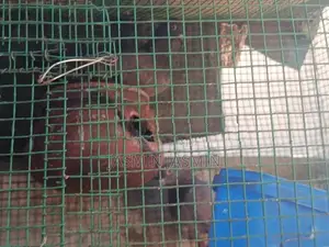 pigeon in female