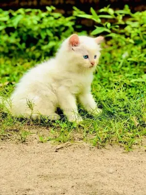 Persian Cat