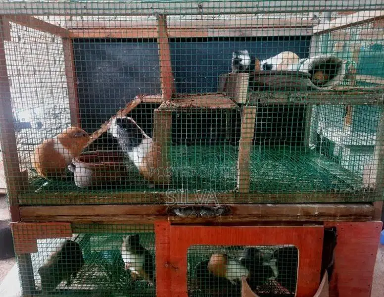 gunea pig cage