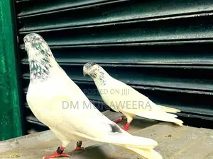 35 walay hig flyer breeding pair