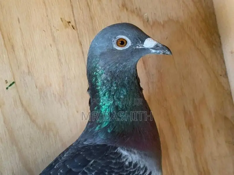 Racing Homer Pigeon