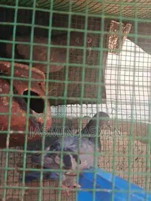 pigeon in female