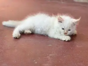 Persian Cat