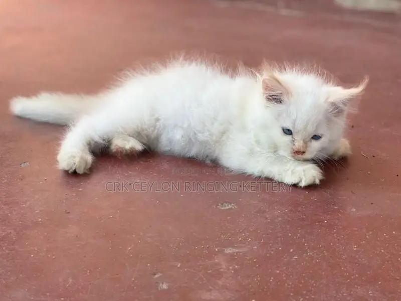 Persian Cat