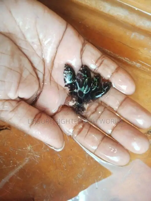 Oscar මසුන්