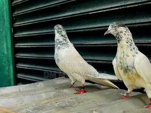 35 walay hig flyer breeding pair