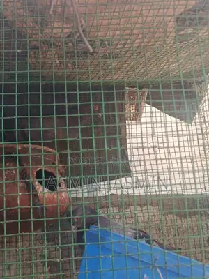 pigeon in female