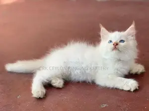 Persian Cat