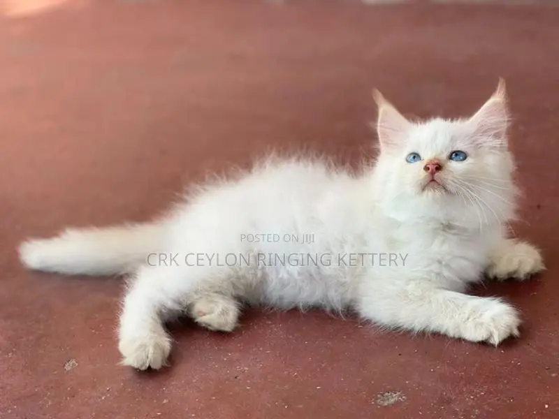 Persian Cat