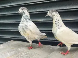 35 walay hig flyer breeding pair