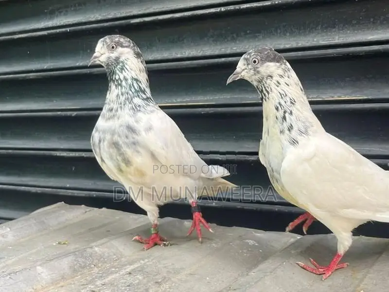 35 walay hig flyer breeding pair