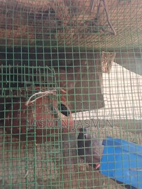 pigeon in female