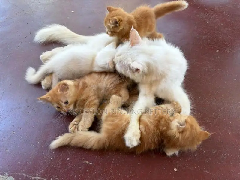 Persian Cat