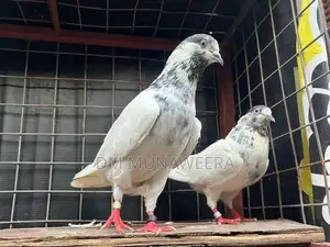 35 walay hig flyer breeding pair