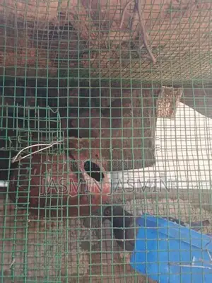 pigeon in female