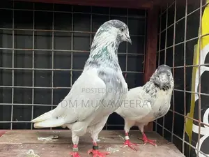 35 walay hig flyer breeding pair