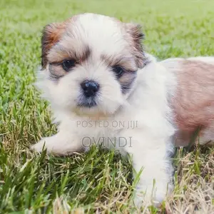 Shih Tzu Puppy
