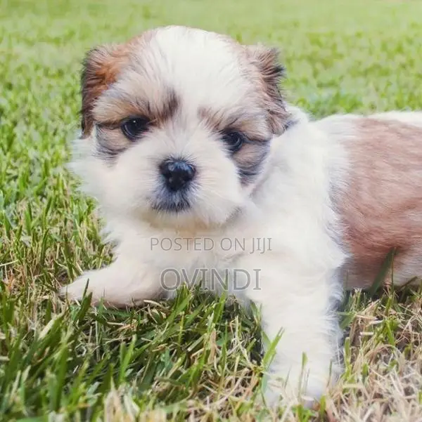 Shih Tzu Puppy