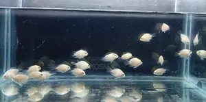 White Polar Parrots