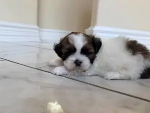 Shih Tzu Puppy