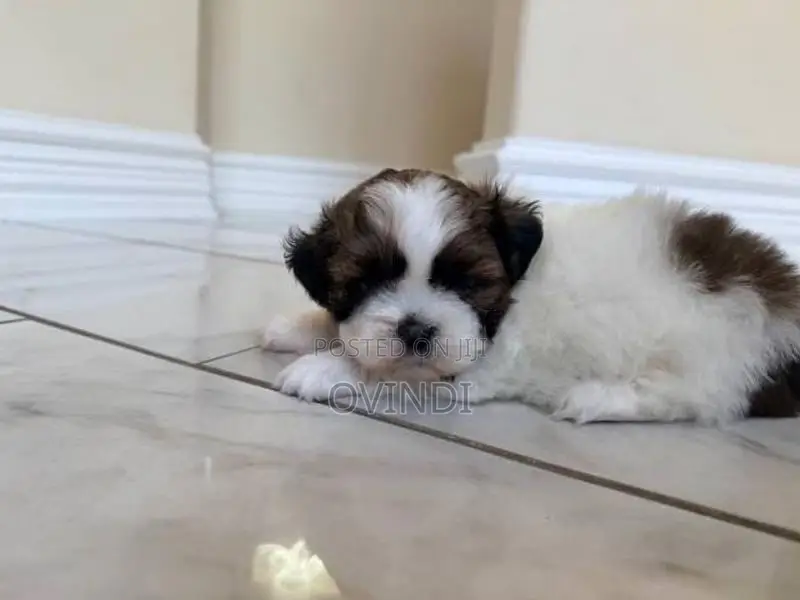 Shih Tzu Puppy