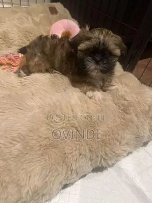 Shih Tzu Puppy