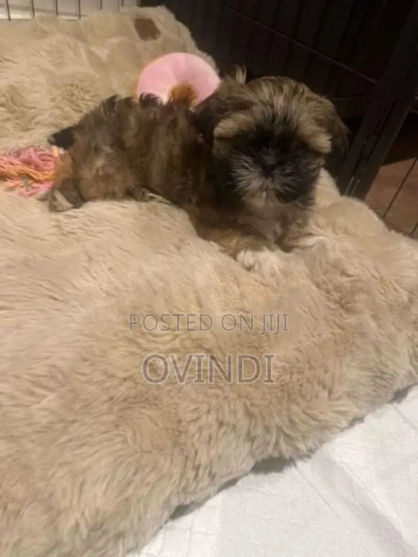 Shih Tzu Puppy