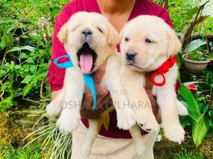 Labrador Puppy