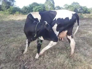 Farm Cow
