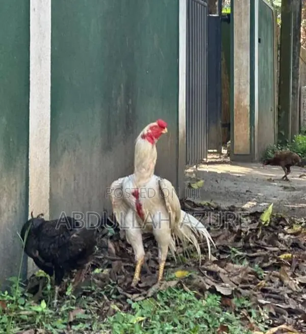 Parrot Beak Rooster