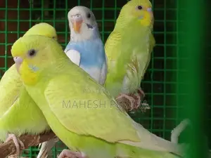 Budgies Birds
